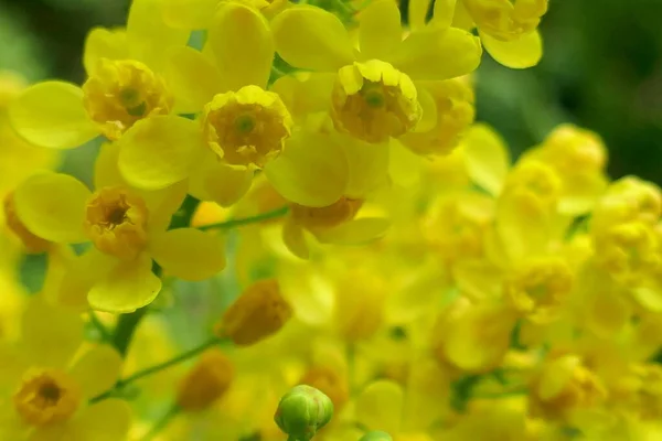 開花Mahonia Aquifolium 黄色の花Mahoniaの背景 — ストック写真