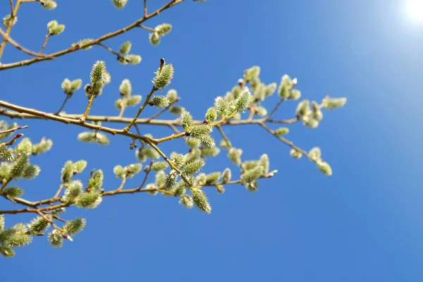 Verba Salgueiro Galhos Com Botões Céu Azul Primavera Floral Fundo — Fotografia de Stock