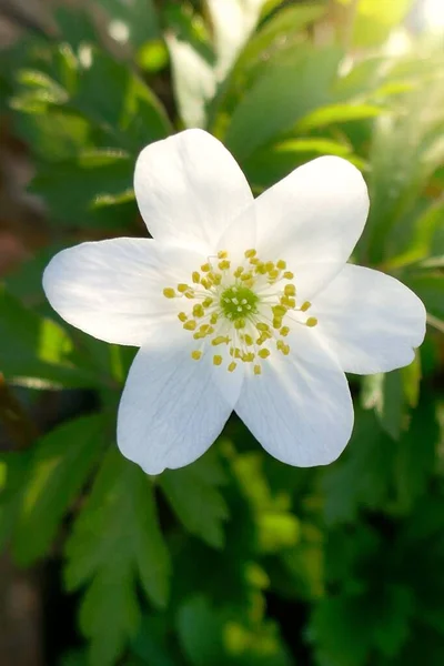 Floresta Anêmona Flor Branca Nos Raios Sol — Fotografia de Stock