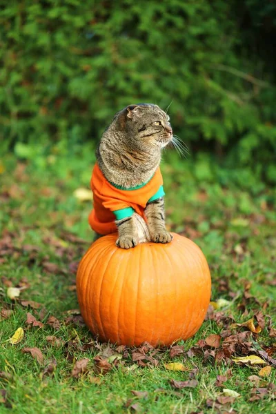 Kočka Dýně Scottish Fold Cat Oranžové Mikině Oranžovou Dýní — Stock fotografie