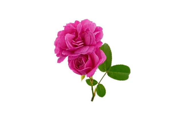 Rose Flower Pink Tender Rose Close — Stock Photo, Image