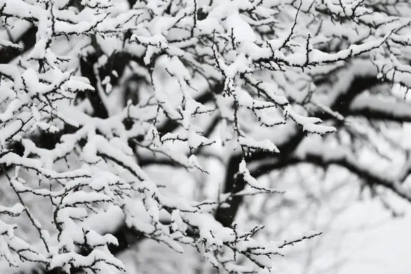 Vintertid Tynde Grene Sneen Blødt Lys Vinter Natur Baggrund - Stock-foto