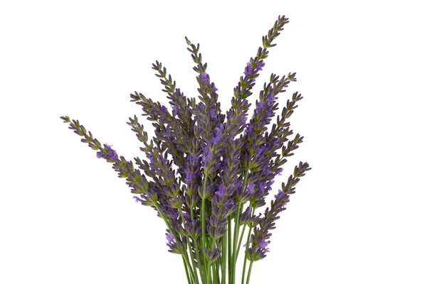 Lavendel Bloemen Achtergrond Bovenaanzicht — Stockfoto