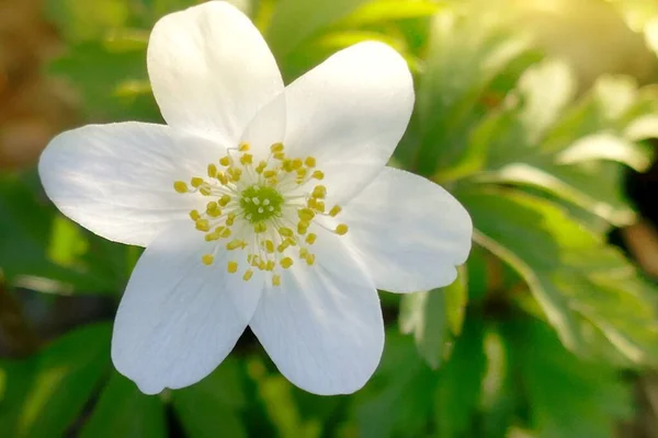 Floresta Anêmona Flor Branca Nos Raios Sol — Fotografia de Stock