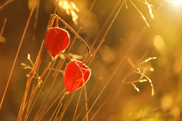 Herfst Fysalis Plant Het Veld Gras Zon Bij Dageraad — Stockfoto