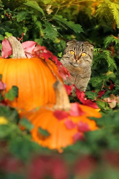 Autumn Time Cat Pumpkin Green Ivy Sunlight Halloween — Stock Photo, Image