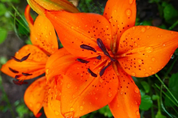 Flor Lirio Macro Petal Lirio Naranja Con Gotas Agua — Foto de Stock