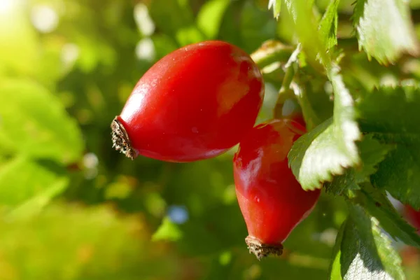 Red Gooseberry Close View — Stock Photo, Image