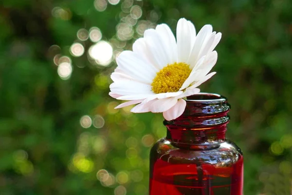 Aceite Manzanilla Pipeta Con Aceite Esencial Manzanillas Flores — Foto de Stock