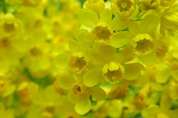 開花Mahonia Aquifolium 黄色の花Mahoniaの背景 — ストック写真