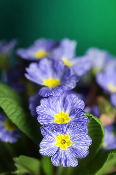 Flores Primavera Prímula Azul Sobre Fundo Planta Verde — Fotografia de Stock