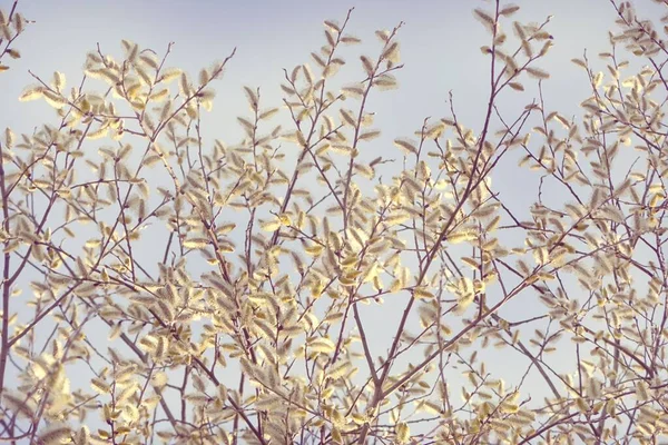 ヴェルバ 青い空に芽を持つ柳の小枝 春の花の背景 — ストック写真