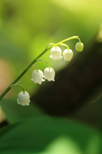 Lírio Vale Pode Florescer Flores Primavera — Fotografia de Stock