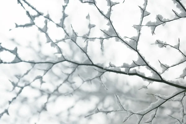 Vintertid Grene Sneen Blødt Lys Vinter Natur Baggrund - Stock-foto