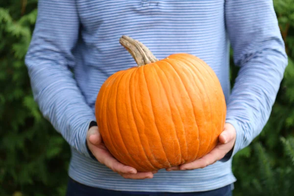 Otoño Cosecha Calabaza Una Gran Calabaza Naranja Las Manos Hombre — Foto de Stock