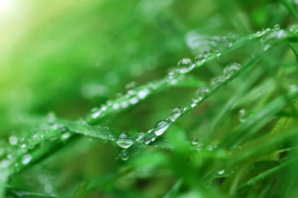 Drops Water Macro Green Grass Green Grass Close — Stock Photo, Image