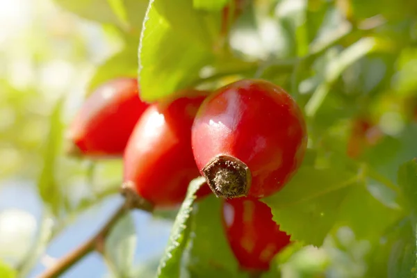 Red Gooseberry Close View — Stock Photo, Image