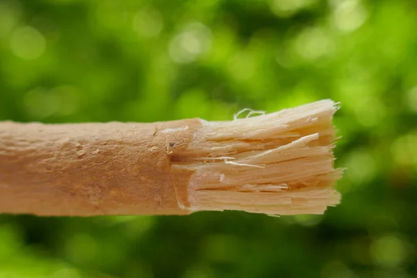 Miswak Přírodní Kartáček Zuby Zblízka — Stock fotografie