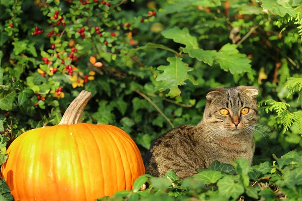 Hora Outono Gato Com Abóbora Hera Verde Luz Sol Halloween — Fotografia de Stock