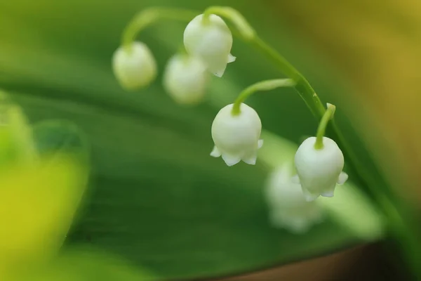 Lírio Vale Pode Florescer Flores Primavera — Fotografia de Stock