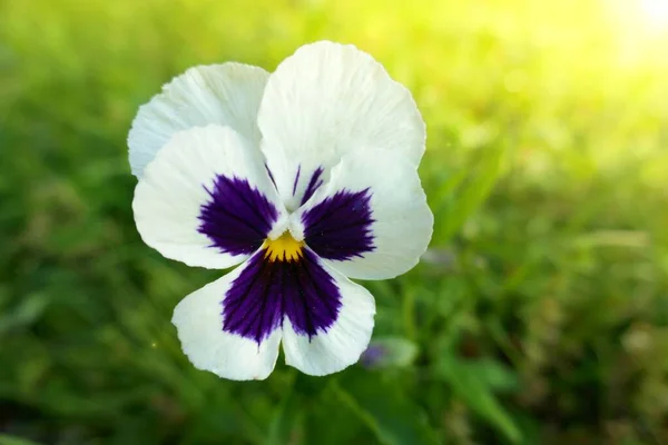 Viola Cornuta Pansies Pansy Flor Roxa Jardim Nos Raios Sol — Fotografia de Stock