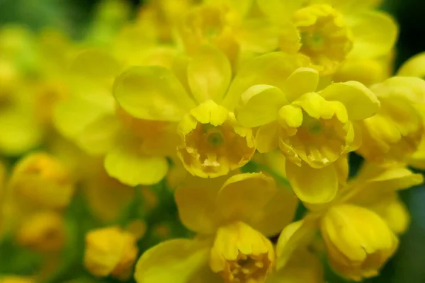 Blühende Mahonia Aquifolium Yellow Blumen Mahonia Hintergrund — Stockfoto
