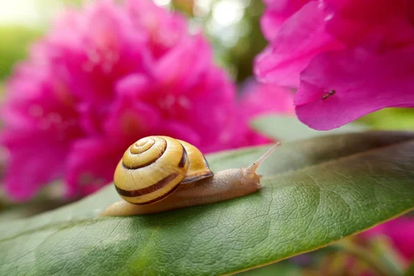 Snail Flower Yellow Snail Blooming Pink Rhododendron Blurred Floral Background — Stock Photo, Image