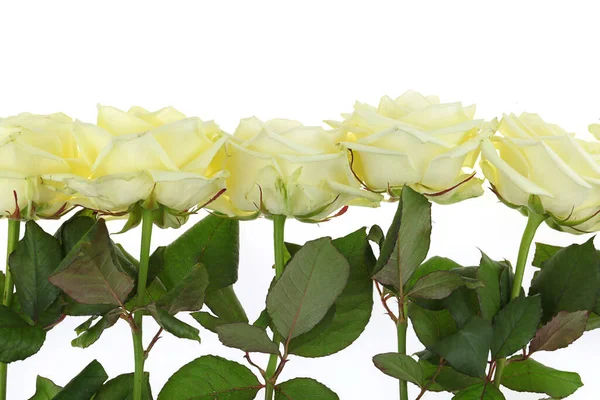 Białe Róże Widok Bliska — Zdjęcie stockowe