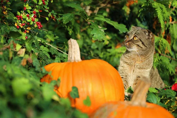 Ősszel Macska Val Tök Ban Zöld Borostyán Ban Napfény Halloween — Stock Fotó