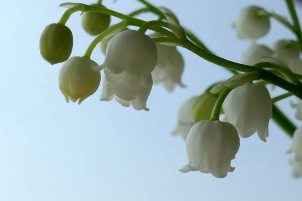 Lírio Vale Pode Florescer Flores Primavera — Fotografia de Stock