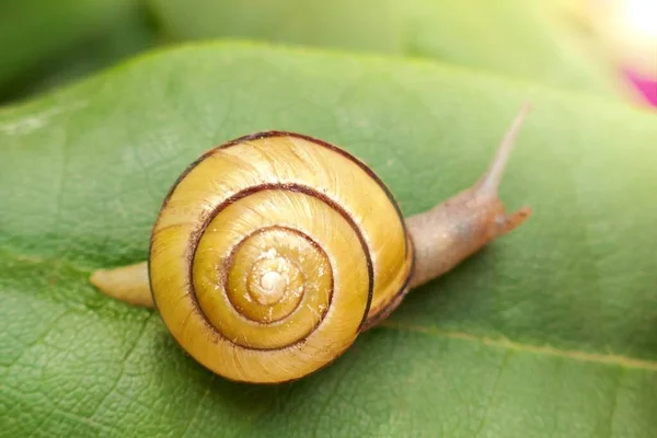 Caracol Sobre Una Hoja Verde Naturaleza Floral Insectos Background Small —  Fotos de Stock