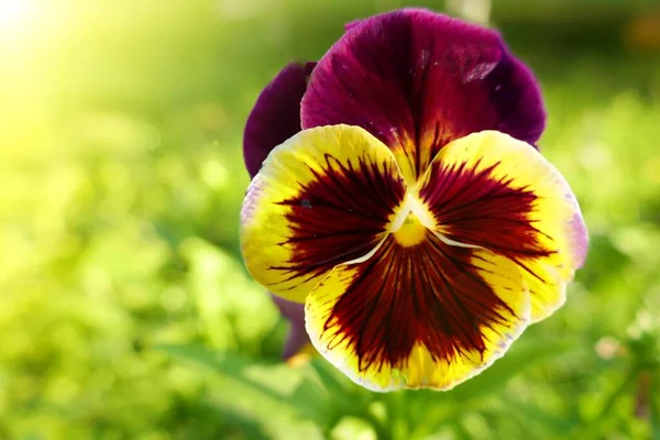 Viola Cornuta Pansies Pansy Пурпурова Квітка Саду Променях Сонця — стокове фото
