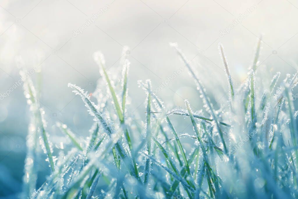 Grass in the frost. Frost on the grass in the morning sun.Winter plant background