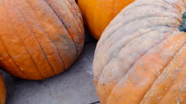 Balkabağı manzarası, Cadılar Bayramı konsepti 