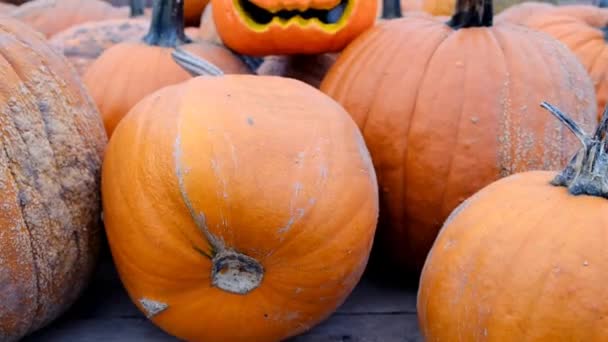 Visão Patch Abóbora Conceito Halloween — Vídeo de Stock
