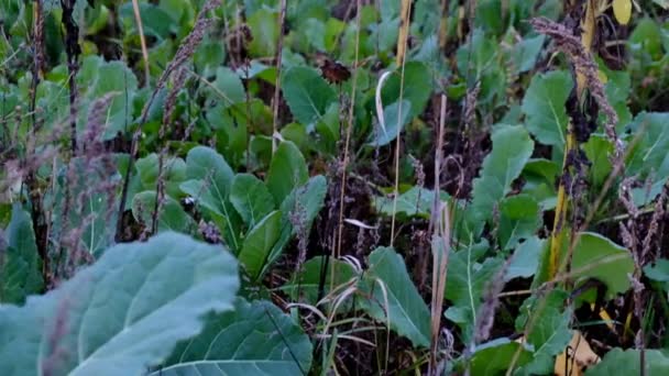 Zonnebloemveld Vogelverschrikker Uitzicht — Stockvideo