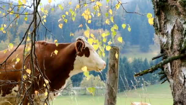 Vista Aire Libre Vaca Junto Árbol — Vídeo de stock