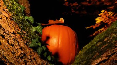Karanlık bir sonbahar bahçesinde Cadılar Bayramı balkabağı ve sarmaşık. Cary sonbahar atmosferi. 4k görüntü