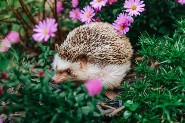Etrafı mor çiçeklerle çevrili kirpi. Bahçede yürüyüş yapan dikenli hayvan. Sonbahar çiçeklerinde kirpinin portresi.