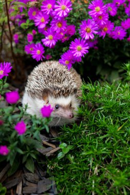 Kirpi Çiçeklerin Arasında. Sonbahar çiçeklerinde kirpinin sonbahar portresi. Mor Kristal 'in arasında şirin kirpi surat. Mor Çiçekler Arasında Kirpi..