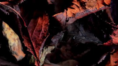 Sonbahar yaprakları duvar kağıdı. Kestane rengi ve solmuş yaprakların dokusu yakın. 4k görüntü