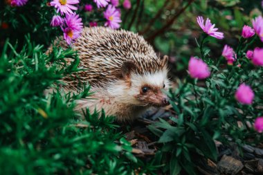 Çiçekli arka bahçedeki kirpi. Edgehog Bahçedeki Çiçekler Arasında. Sonbahar çiçeklerindeki kirpinin sonbahar portresi..