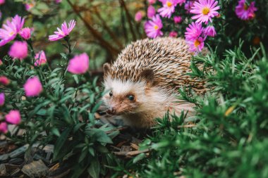 Mor kasımpatıların arasında kirpi suratlı. Çiçekli arka bahçedeki kirpi. Edgehog Bahçedeki Çiçekler Arasında. Sonbahar çiçeklerindeki kirpinin sonbahar portresi..
