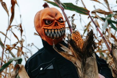 Cornfield 'da balkabağı kafalı bir figür. Gri sonbahar gökyüzünde balkabağı canavarı ve mısır koçanları olan bir Cadılar Bayramı arkaplanı. Komik Cadılar Bayramı geçmişi