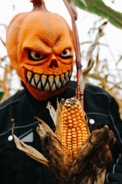  Balkabağı Maskeli Adam Tarlada Mısır Tutuyor. Mısır Maze 'de Balkabağı Kafa. 