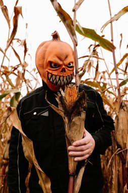 Mısır tarlasında Cadılar Bayramı karakteri. Balkabağı Maskeli Adam Tarlada Mısır Tutuyor. Mısır Maze 'de Balkabağı Kafa. 