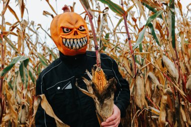 Mısır Tarlasında Korkunç Balkabağı Maskesi. Balkabağı Maskeli Adam Tarlada Mısır Tutuyor.. 