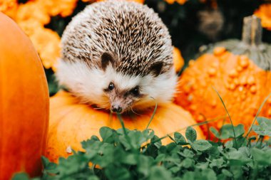 Kirpi ve çiçeklerden oluşan bir sonbahar duvar kağıdı. Bir kirpi, turuncu ve sarı kadife çiçekleriyle çevrili bir bahçede kabakların üzerine oturur.. 