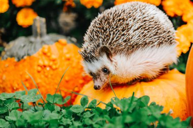  Kirpi, turuncu ve sarı kadife çiçekleriyle çevrili bir bahçede kabakların üzerinde oturur.. 