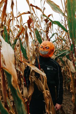 Cadılar Bayramı modunda. Jack Lantern ve gri gökyüzünün altında mısır kulakları. Cornfield 'da balkabağı maskesi takan biri. Mısır tarlasında Cadılar Bayramı karakteri. 